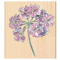 PENNY BLACK-Wood Mounted Rubber Stamp - Auriculas