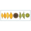 Spellbinders D-Lites-Create a Sunflower