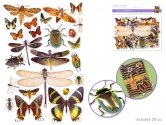 Forever in Time Paper Die Cuts w/Foil Accents 29pc  - Insects